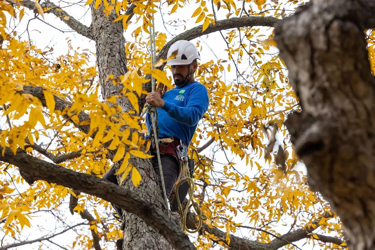 Skilled Storm Damage Cleanup crew working in Columbus